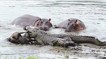 5 Merciless Moments Hippo Attacks And Kills Crocodiles In The River | Wild Animals Attack