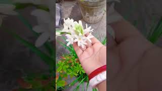 শুভ পয়লা আষাঢ়@pampa das2122