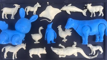 Tên và rửa sạch các con vật, linh dương, gấu trúc, ngựa, hà mã, hổ, lạc đà, bò, sư tử, hươu cao cổ