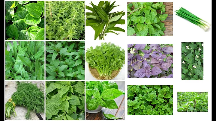 Top 20 tên các loại rau ở việt nam