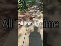 Walking my dog