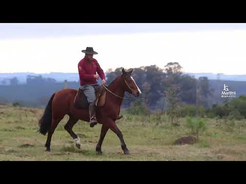 LOTE 23   RAMON 308 GALPONERO
