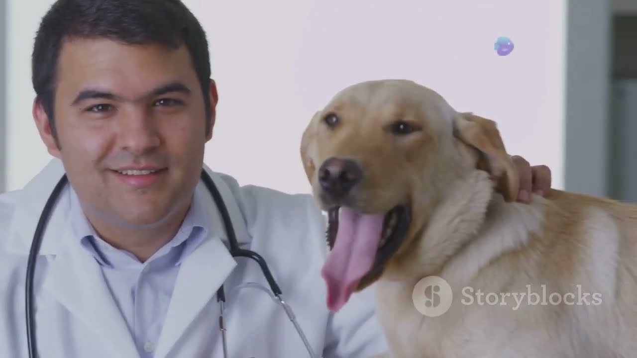 Distemper Nedir? Köpek Sahipleri Dikkat!