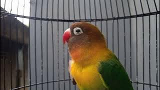 PANCINGAN LOVEBIRD BAHAN AGAR RAJIN BUNYI, DI JAMIN LANGSUNG NYAUT..