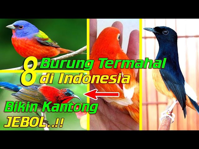 Burung Termahal di Indonesia | Incaran Orang Kaya class=