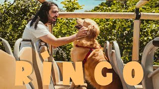 Selçuk Balcı - Ringo (Official Video)