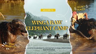 Winga Baw Elephant Camp(ဝင်္ဂဘော် ဆင်စခန်း) : A Sanctuary for Gentle Giants in Myanmar