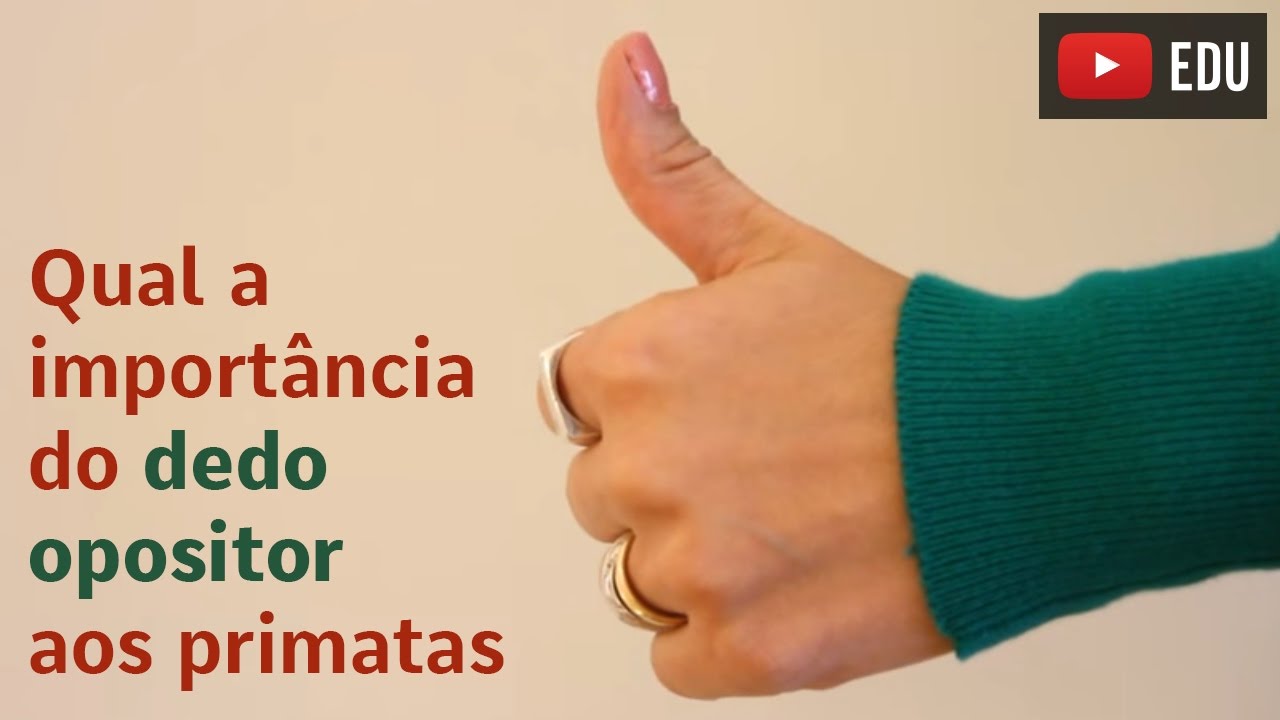 Qual a importância do dedo opositor aos primatas - YouTube