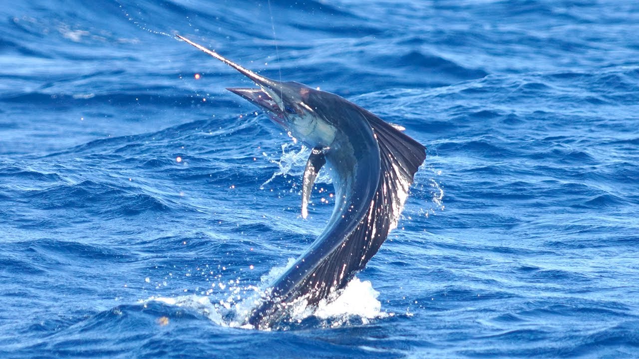 The Sailfish Are Back In Town! - February Fishing Report 