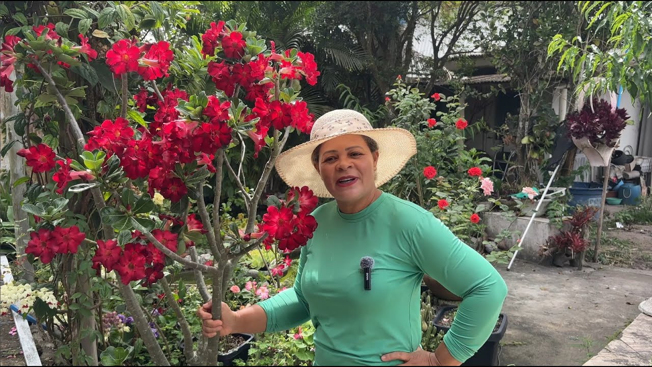 7 DICAS PARA VOCÊ TER SUCESSO NO CULTIVO DA SUA ROSA DO DESERTO