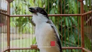 1 JAM Tanpa Iklan Pancingan Suara Cendet GACOR❗Masteran Suara Cendet Juara FULL Isian TERBAIK