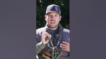 Duck Calling 101