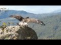 Liberación Águila Real - SEDENA-SEMARNAT, La Yesca Nayarit