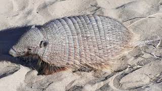 Unveiling the Secrets of the Pink Fairy