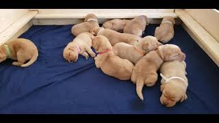 Fox Red Lab Puppies