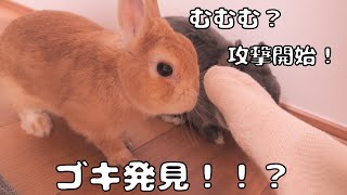 飼い主の足をゴキちゃんと勘違いして攻撃してくるウサギ達がこちら【No.1381】