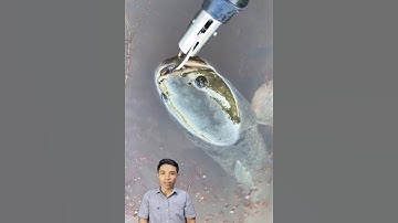 Câu cá lóc mẹ nuôi con #cacconvat #docla #fishing