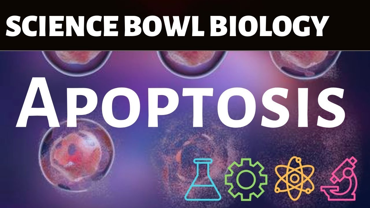 What is Apoptosis and Necrosis? Science Bowl Biology Practice YouTube