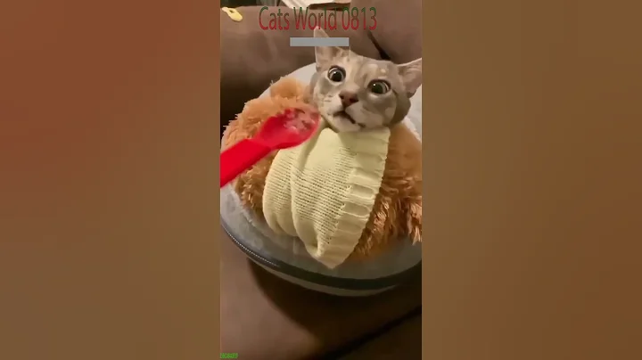 Video 11101761: funny cats dogs, ball funny cat, funny pets