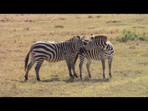 Male v Female Zebra Fight
