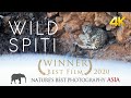 Wild spiti  the ghost of the snow  award winning snow leopard documentary