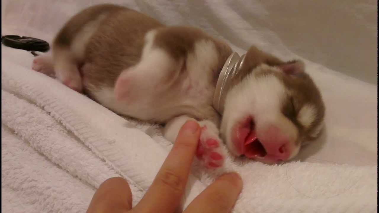 newborn husky puppies