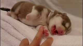 Cutest Siberian Husky Puppy  Day 3