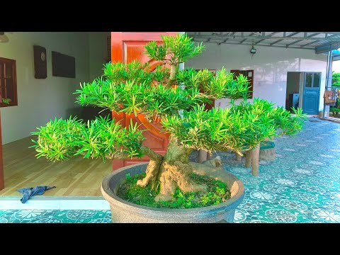 Video 10tr Cây Tùng la hán bonsai | Tùng la hán mini | Cây... - youtube