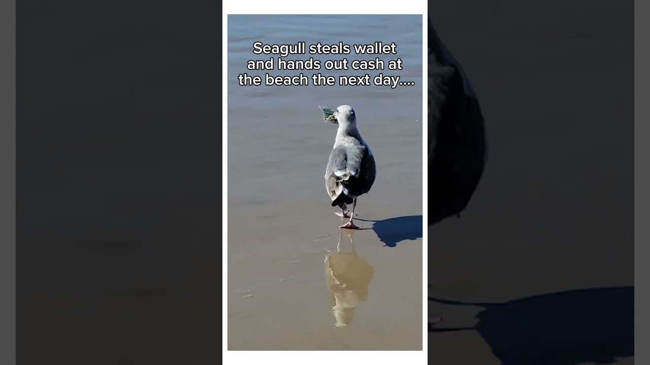 Finally a seagull gives back 