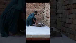 How to make small Pigeon Colony in your home