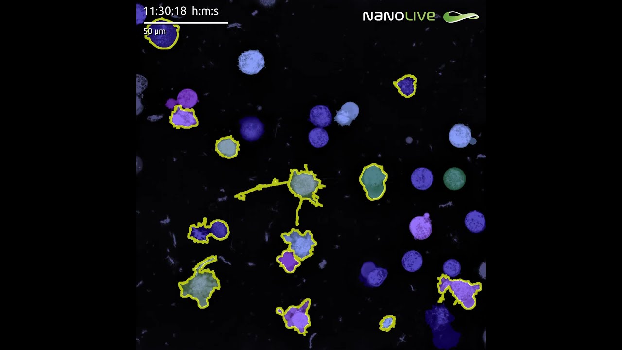 LIVE Cytotoxicity Assay Subpopulation Segmentation