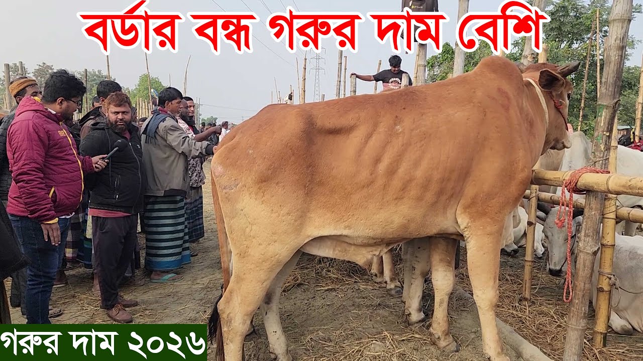 Узнайте цену жертвенного быка и коровы в 2026 году. Торговец Махабур был пойман на покупке коров ...