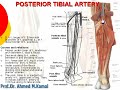 120 L Limb Posterior tibial artery د أحمد كمال