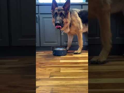 Vídeo: Usando Puppy Pads com um cão parcialmente domesticado