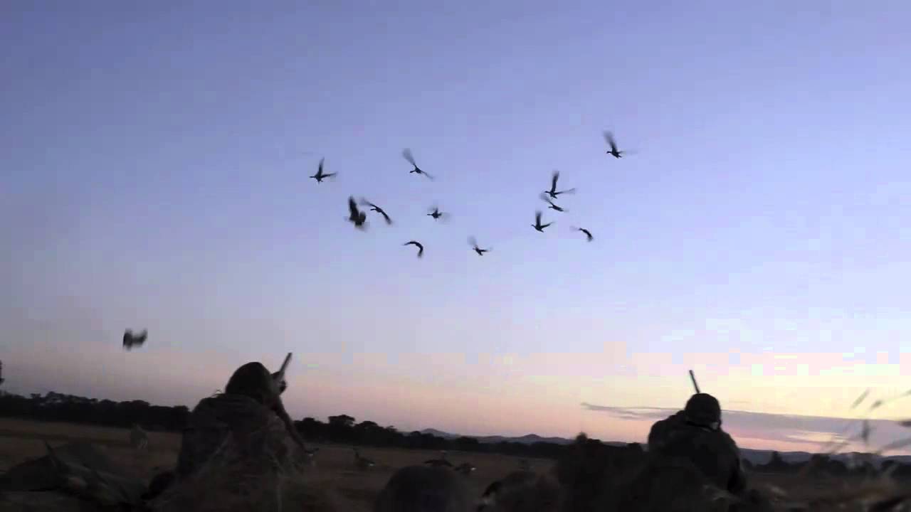 Northern CA G&H Goose Hunt Opening Weekend "Real Hunters, Real Decoys