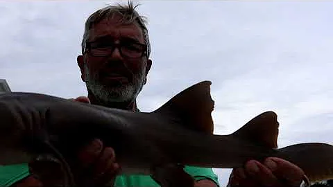 SHARK! in the crab trap!  Cute little Cowfish  Cousin Jim Flats Boat Break Down and Rescue