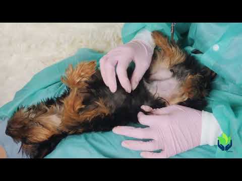 Video: Felina diabetes mellitus
