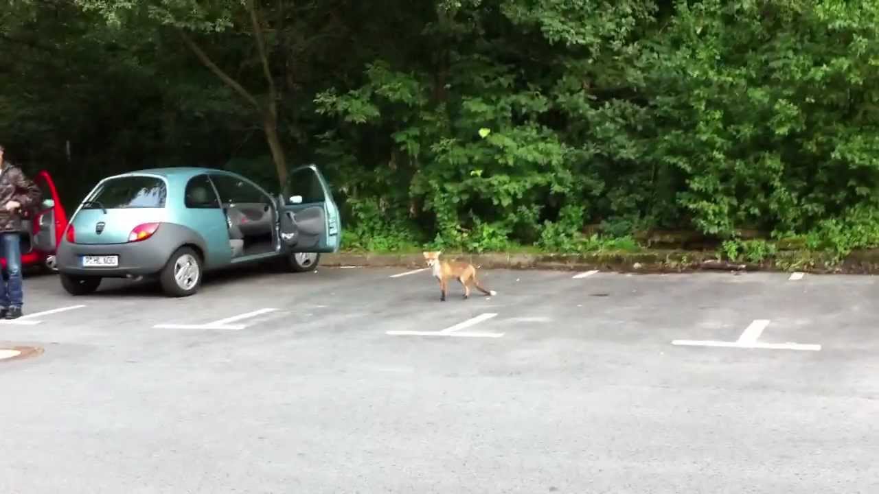 Fuchs bellt Boxer an / Fox barks at dog YouTube