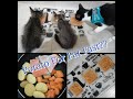 Starley Homemade Cat's Wet Food Recipe part 2