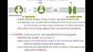 Lecture 12 - Membrane Transport (Chapter 12)