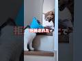 レオンくんが去勢手術をしたら同居猫から拒絶されてしまったでごわす😭😭😭 #猫