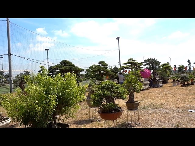 Hỏi giá toàn bộ cây mang đi triển lãm, nhiều cây già và đẹp - selling bonsai tree, bonsai market