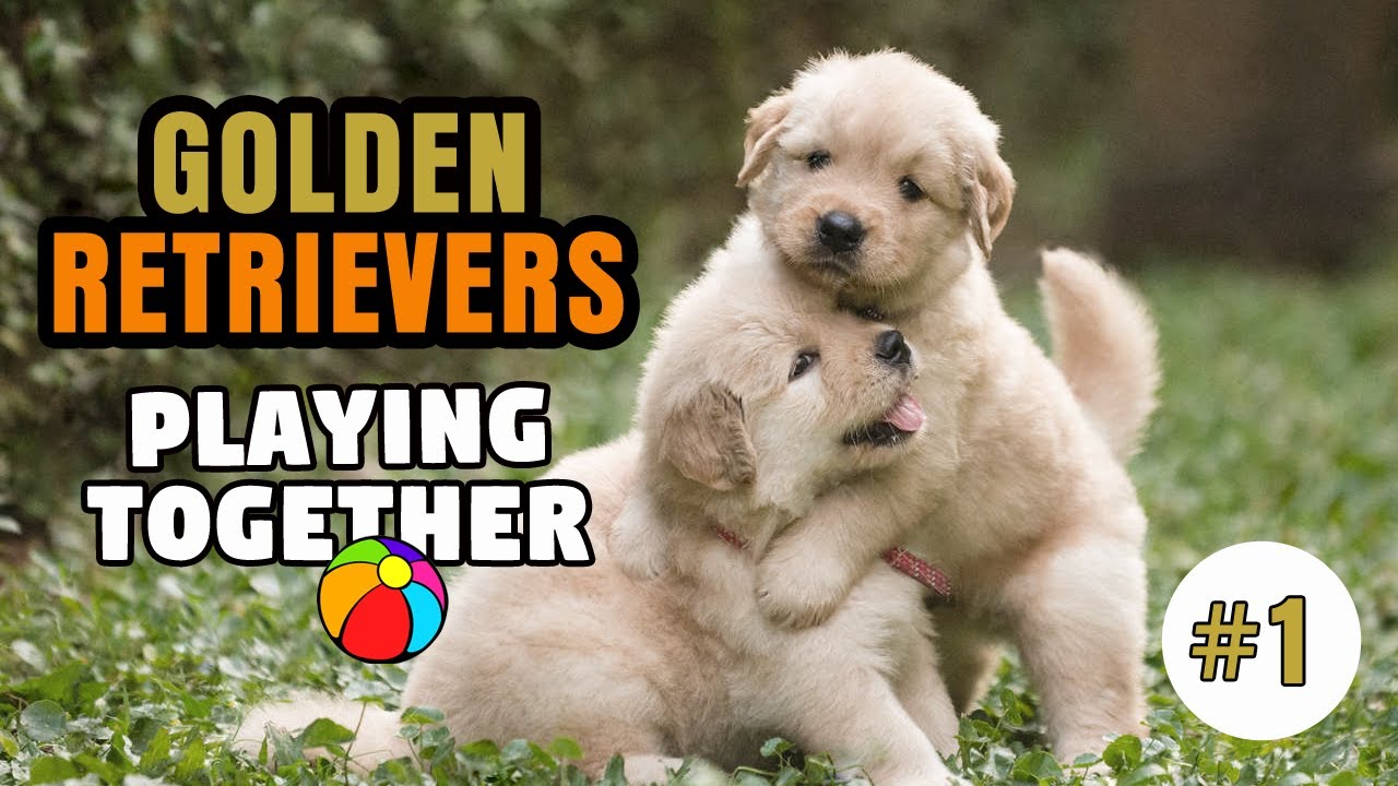 Golden Retrievers Playing Together - COMPILATION #1 - YouTube