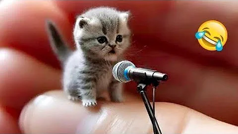 Video 10088101: animals funniest cats dogs, funny animals funniest cats, cutest animals funny cat