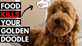 15 Most Toxic Foods For Goldendoodle  Should Never Eat