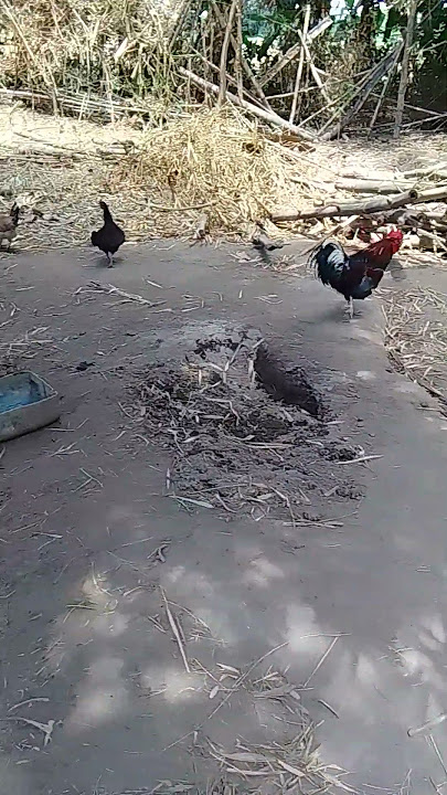 ALAGANG BABOY AT MANOK #baboy#manok#ytshorts#hayop #zambales#youtubeshorts#sound#chicken#amazing#wow