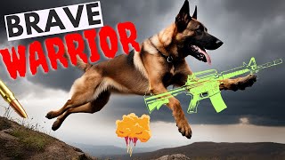 Belgian Malinois: The Elite Canine Warriors in Special Forces #malinois  #belgium by New Pet Society - Pet Life 15 views 5 months ago 1 minute, 37 seconds
