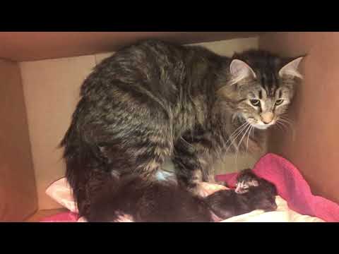 Maine Coon gives Birth