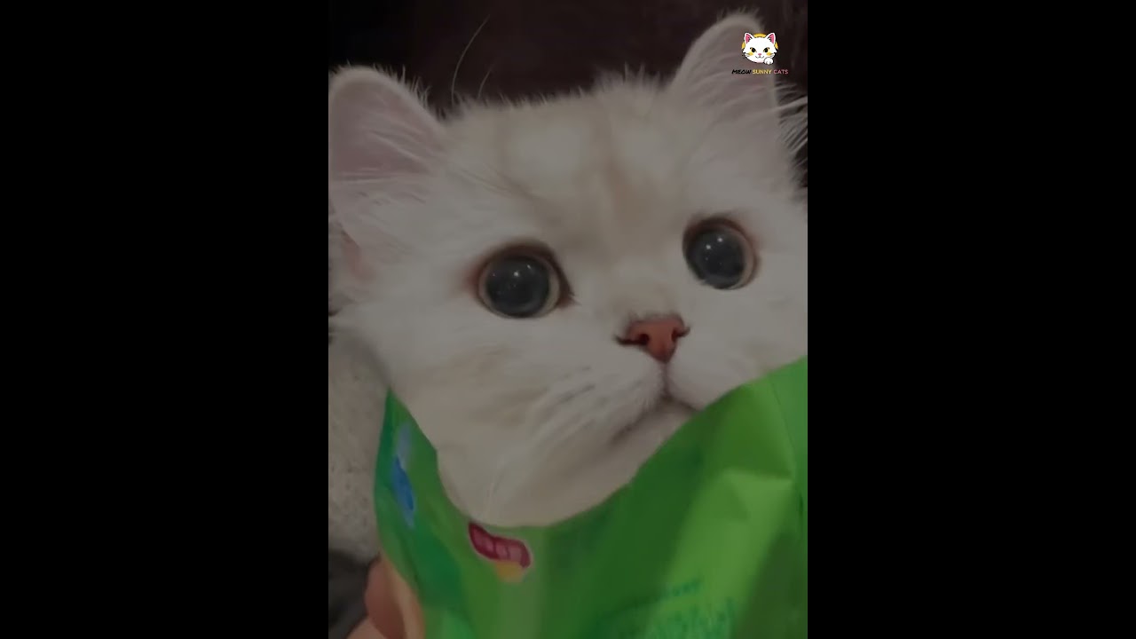 Viral Moments Mix with My Meow Sunny Cats 🐾🎬✨