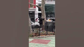 Weirdo seen dry humping a tree in the streets of NY